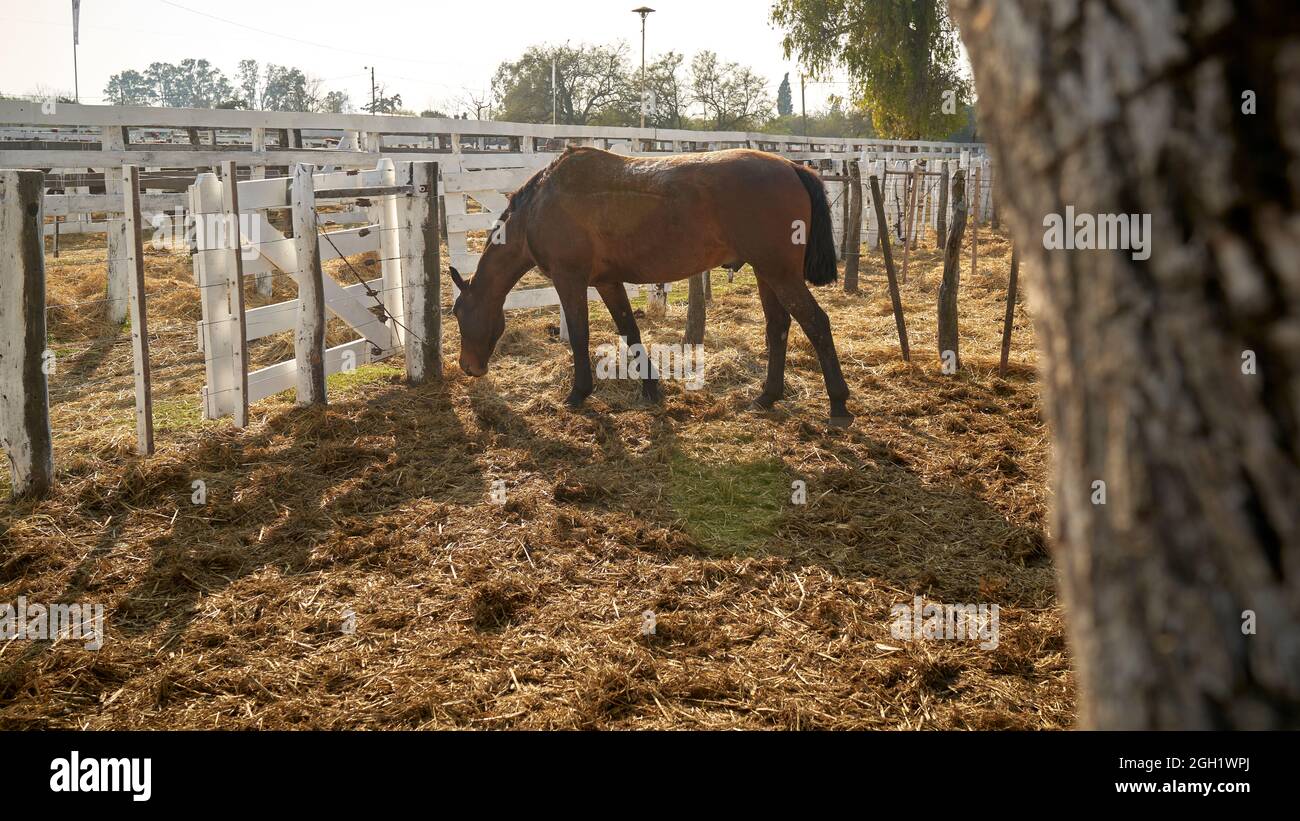 Quarter Horse isst auf der Ranch Stockfoto