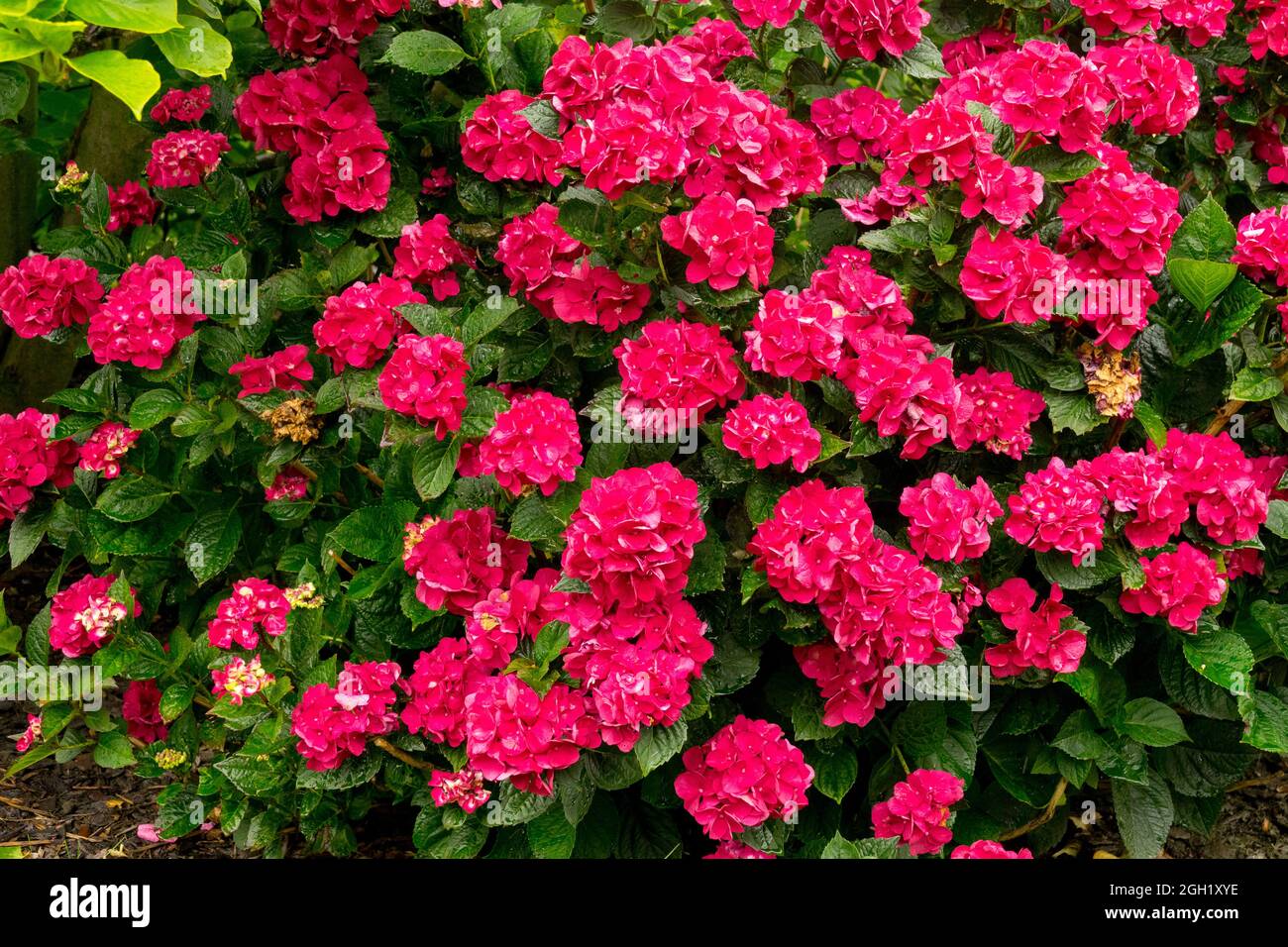 Rote Hydrangea „Magical Ruby Red“ Stockfoto