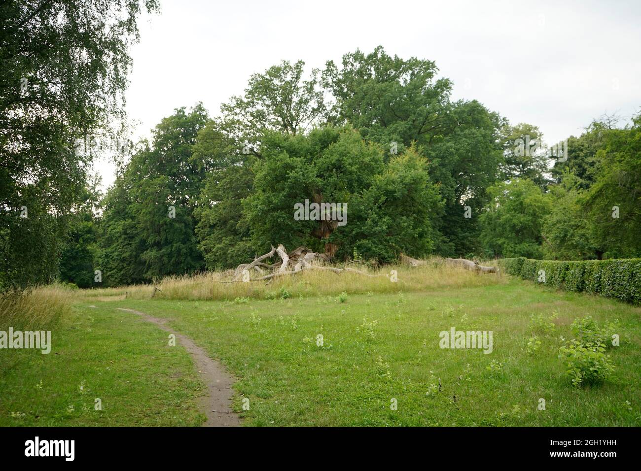 Tausendjährige Eiche, Schlosspark, Sacrow, Potsdam (nur für redaktionelle Verwendung. Keine Werbung. Referenzdatenbank: http://www.360-berlin.de. © Stockfoto