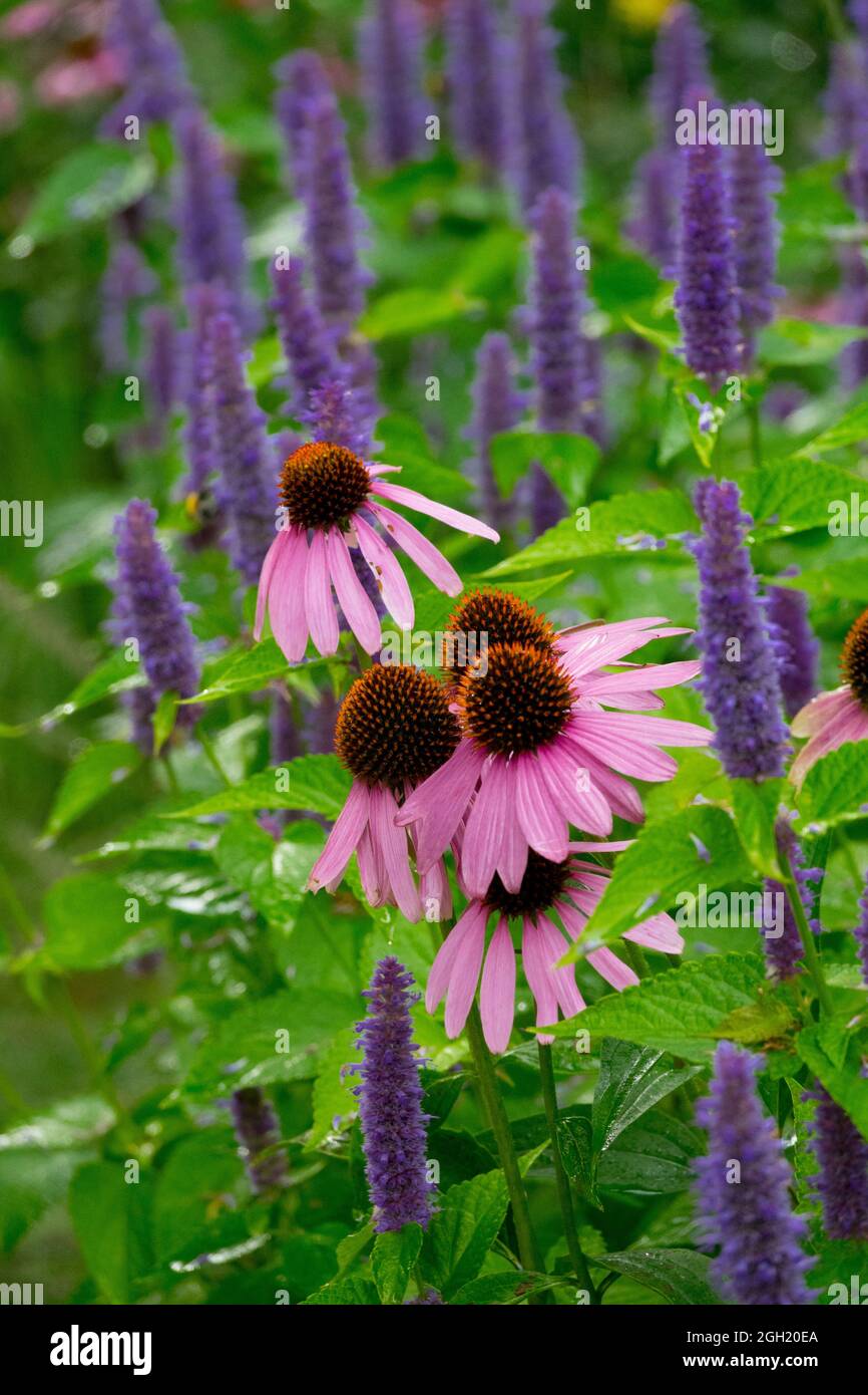 Agastache Anishysop-Koneblümchen-Mischblüten im Garten mit späten Sumer-Blumenbeeten Stockfoto