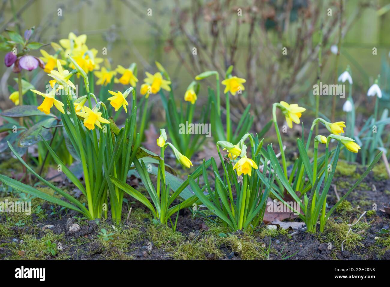 Zwerg-Narzissen, Narzissen-Tete-Tete, im Winter oder Frühjahr in einem Blumenbeet. Britische Gartengrenze Stockfoto