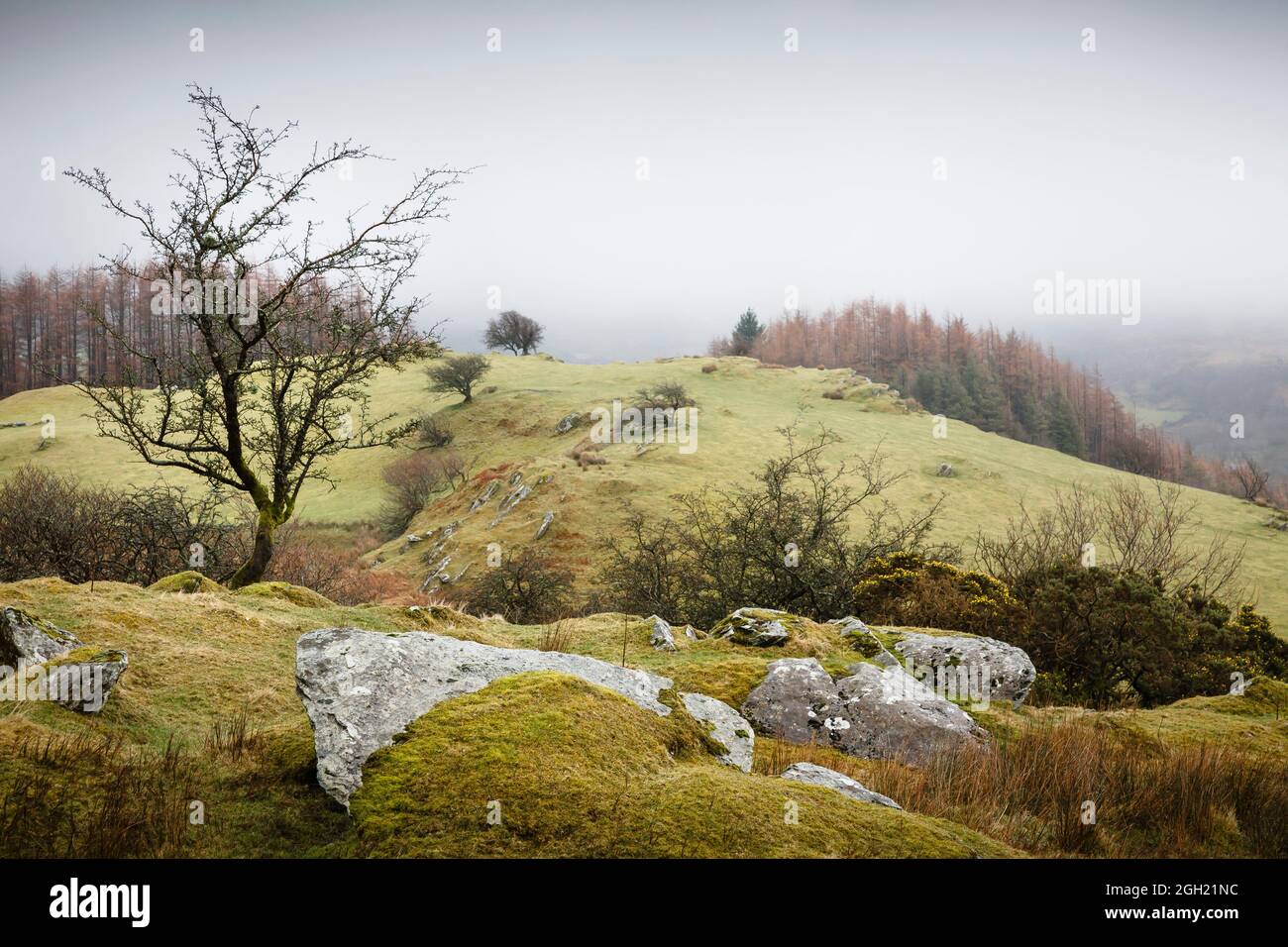 Landschaft von Wales. Gwydyr Forest Park im Winter, Snowdonia, Wales, Großbritannien Stockfoto