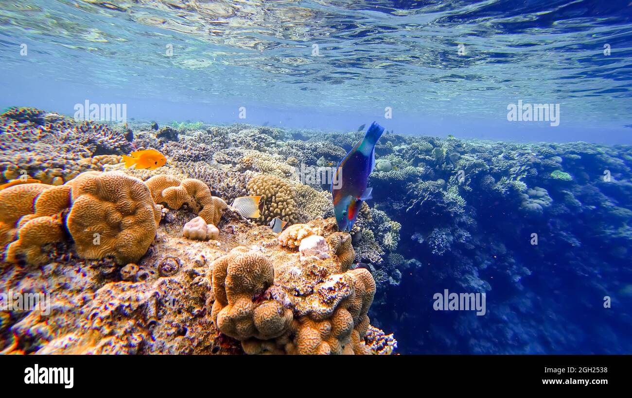 Nahaufnahme eines roten und blauen Fisches, der in der Nähe eines Korallenriffs schwimmt und Teile davon abbeißt Stockfoto