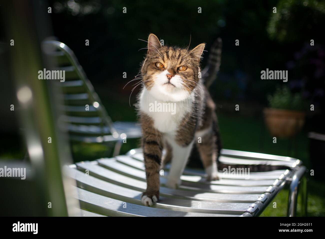 Tabby weiße britische Kurzhaarkatze, die auf einer Aluminium-Sonnenliege steht und Sonnenlicht reflektiert Stockfoto