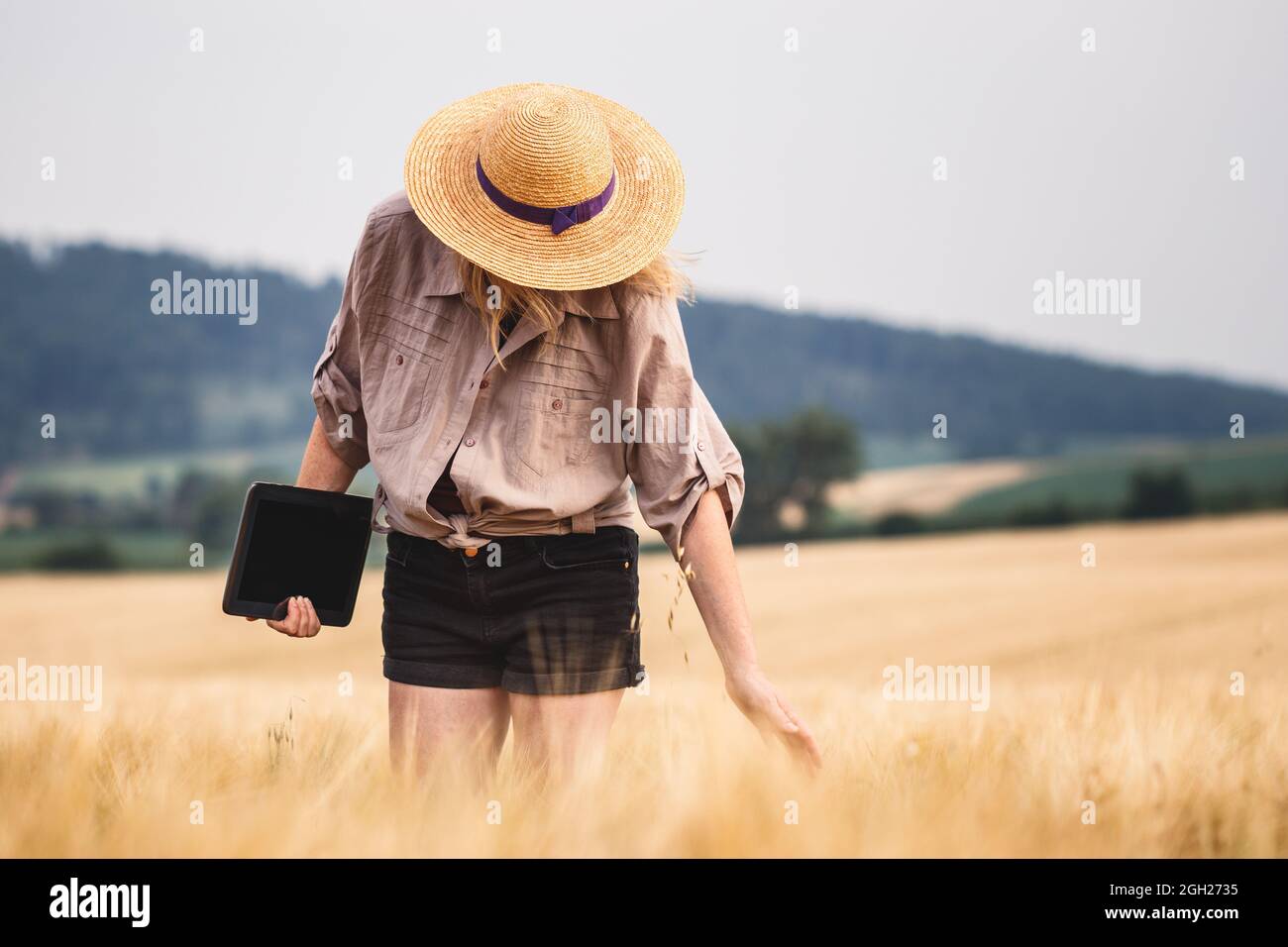 Frau mit digitaler Tablette, die die Qualität der Getreidepflanze untersucht. Landwirtschaftliche Tätigkeit im Gerstenfeld vor der Ernte. Landwirt mit moderner Technologie Stockfoto