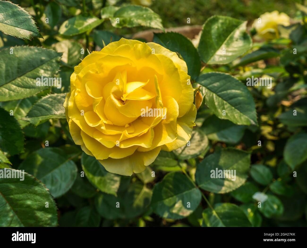 Makroaufnahmen einer leuchtend gelben Rose. Stockfoto