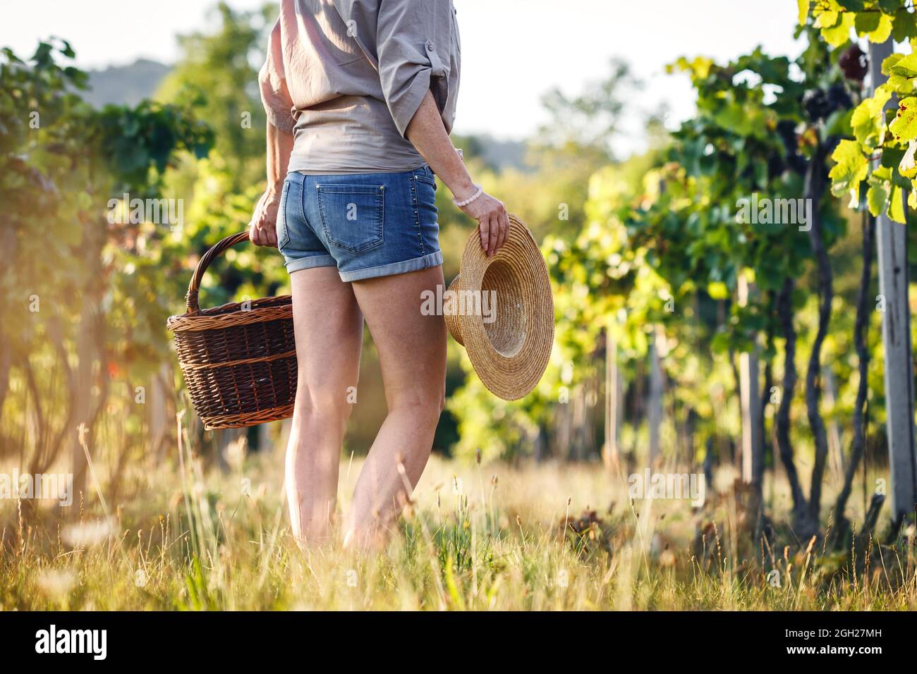 Der Bauer ist bereit für die Weinlese im Weinberg. Winzerin mit Korbkorb und Strohhut. Landwirtschaftliche Beschäftigung in Weingut Stockfoto Der Bauer ist bereit für die Weinlese im Weinberg. Winzerin mit Korbkorb und Strohhut. Landwirtschaftliche Beschäftigung in Weingut Stockfoto