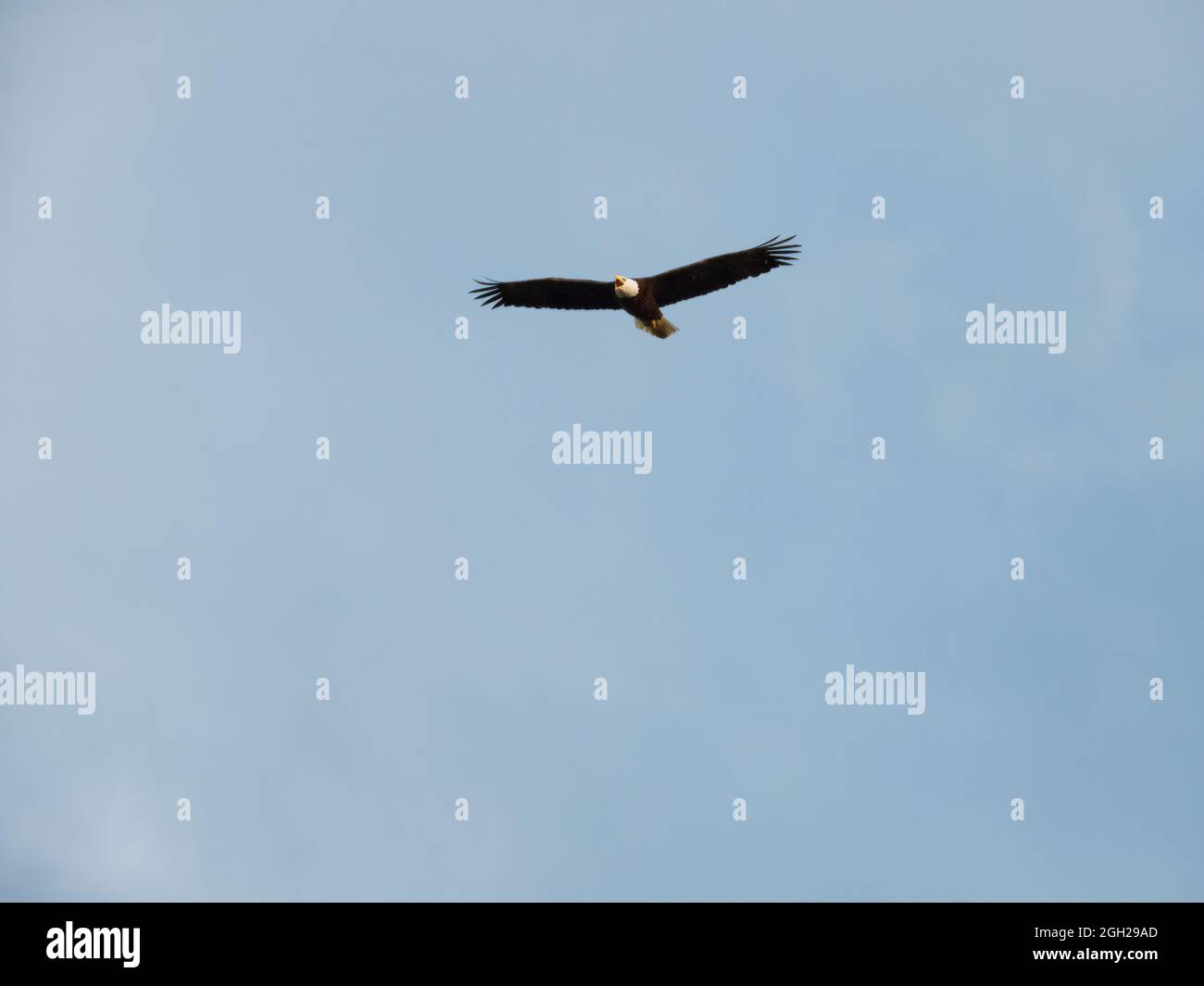 Weißkopfseeadler im Flug: Ein Weißkopfseeadler Greifvogelfreund im Flug mit offenem Schnabel, der an einem klaren Sommertag mit einem blauen Himmel im Hintergrund lautstark wird Stockfoto