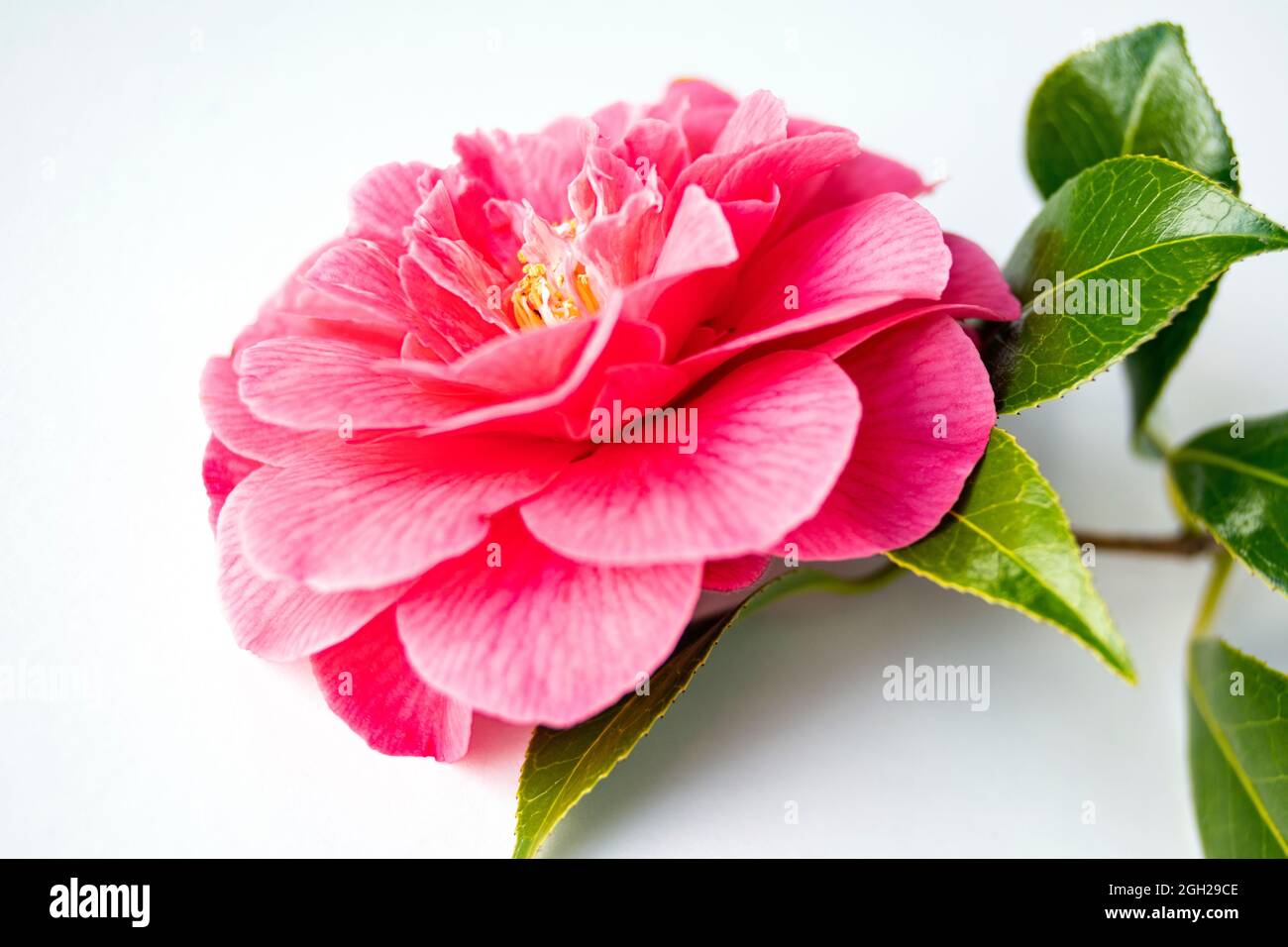WA20240-00....WASHINGTON - Kamelienblüte auf Weiß. Stockfoto