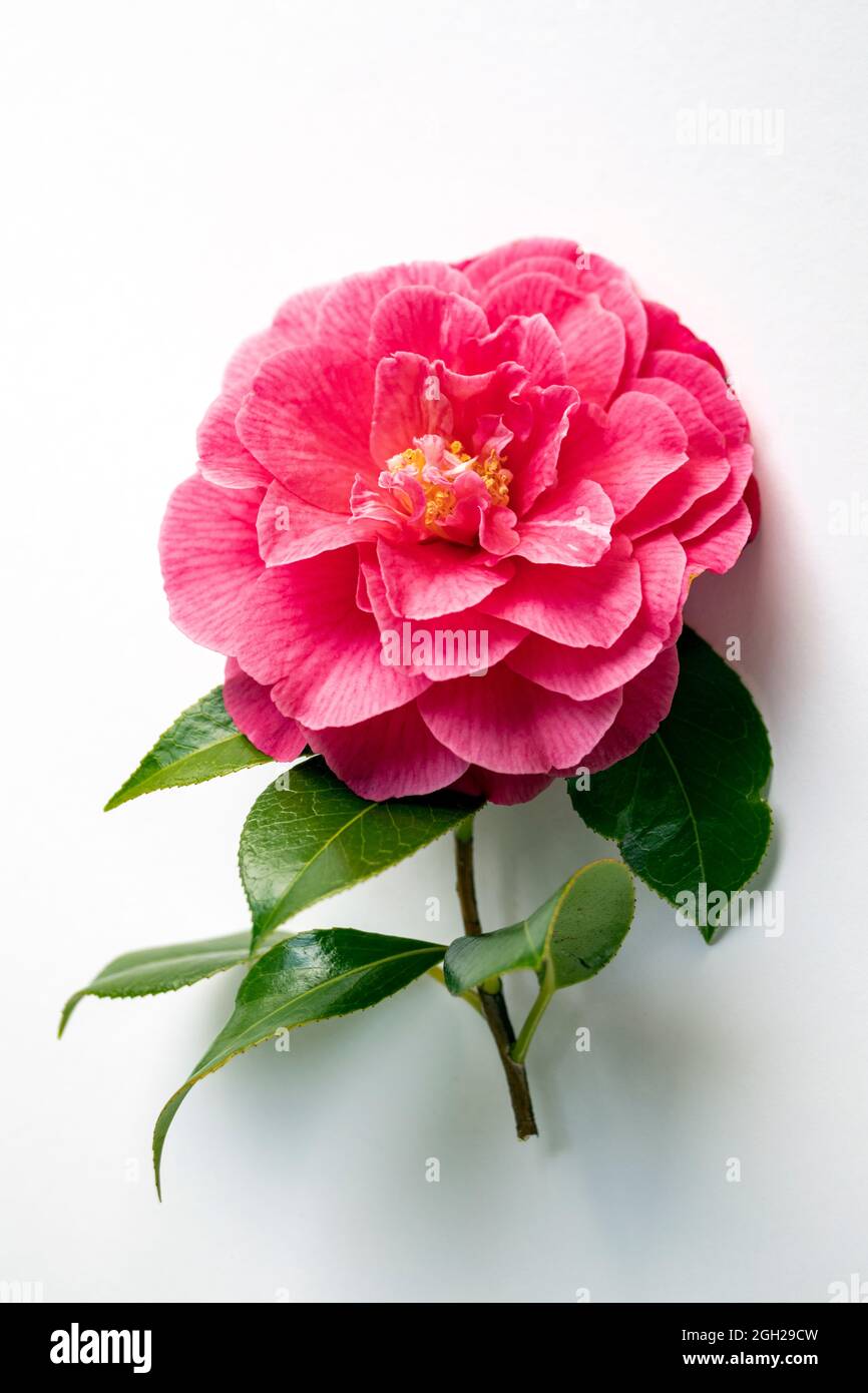 WA20241-00....WASHINGTON - Kamelienblüte auf Weiß. Stockfoto