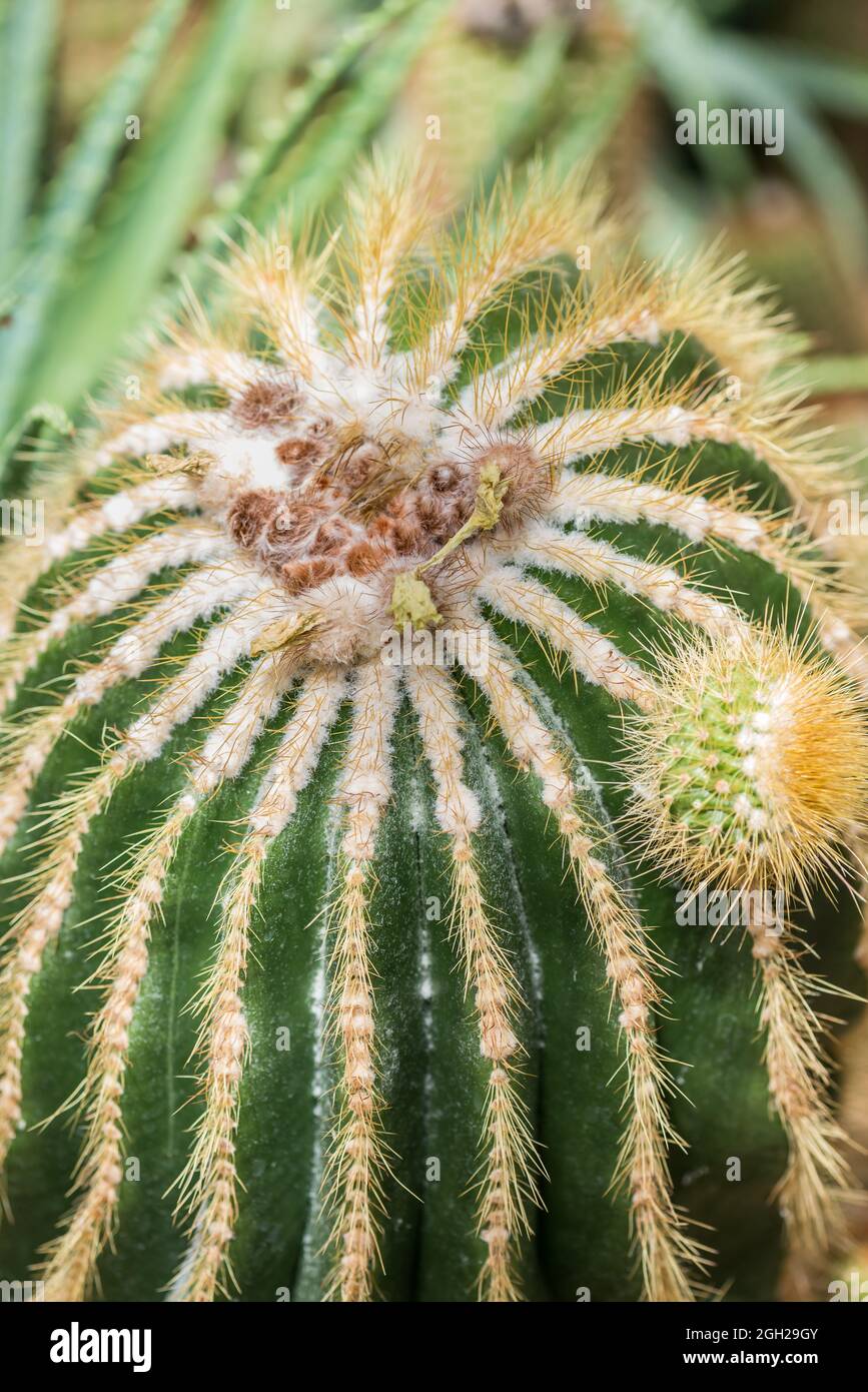 Nahaufnahme, Details eines Ballon-Kaktus Stockfoto