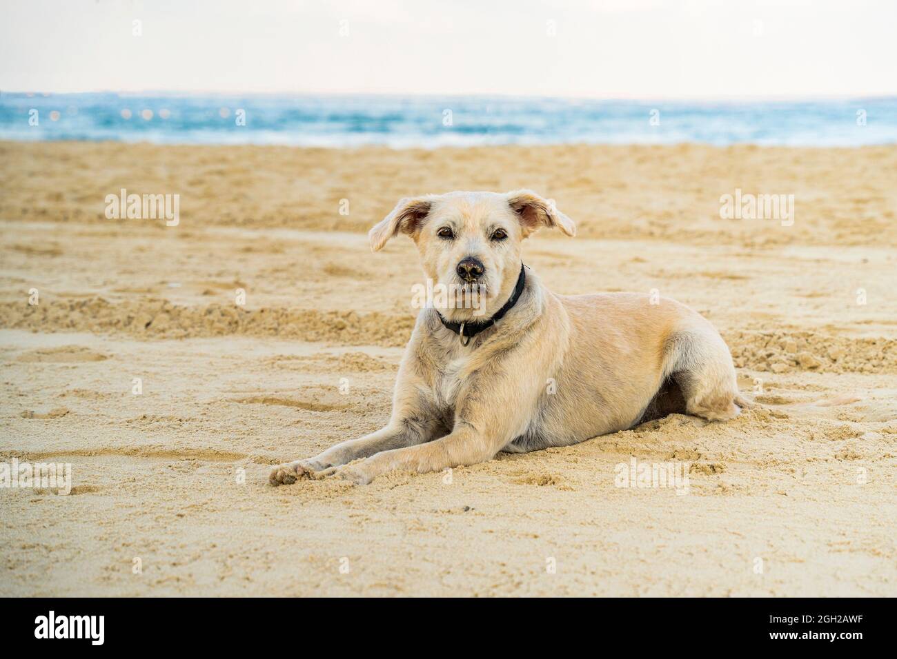 Ein Halbbrüter Hund mit goldenem Fell, sitzt an einem Sandstrand, seine Schnauze ist mit Sand verschmutzt. Stockfoto