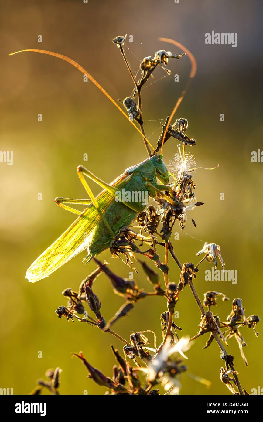 Eine grüne große Bush Cricket Stockfoto