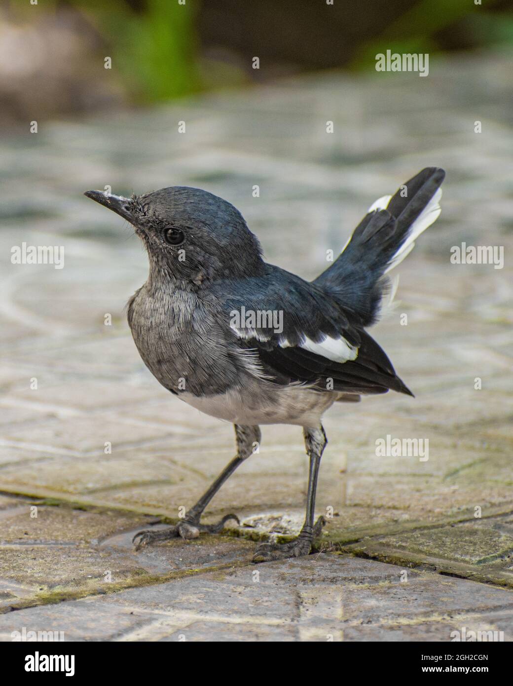 Bild eines Elster-Rotkehlchens, das im Boden steht.Elster-Rotkehlchen ist ein tropischer Zugvögel Stockfoto