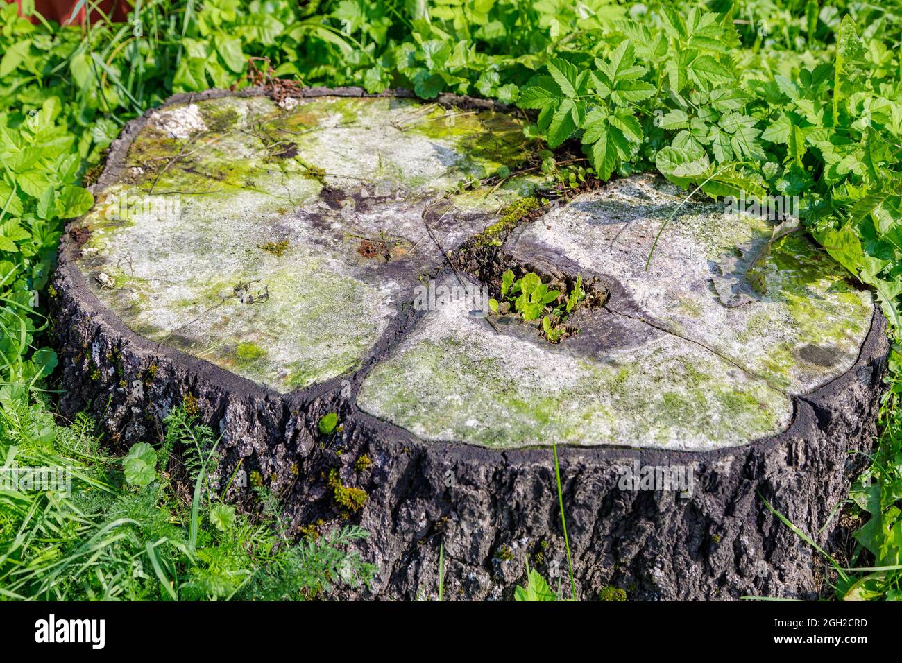 Ein verfaulter Schnitt eines Baumes, der mit Pilz und Schimmel in einer Lichtung bedeckt ist. Das Konzept, faule Bäume abzuschneiden. Stockfoto