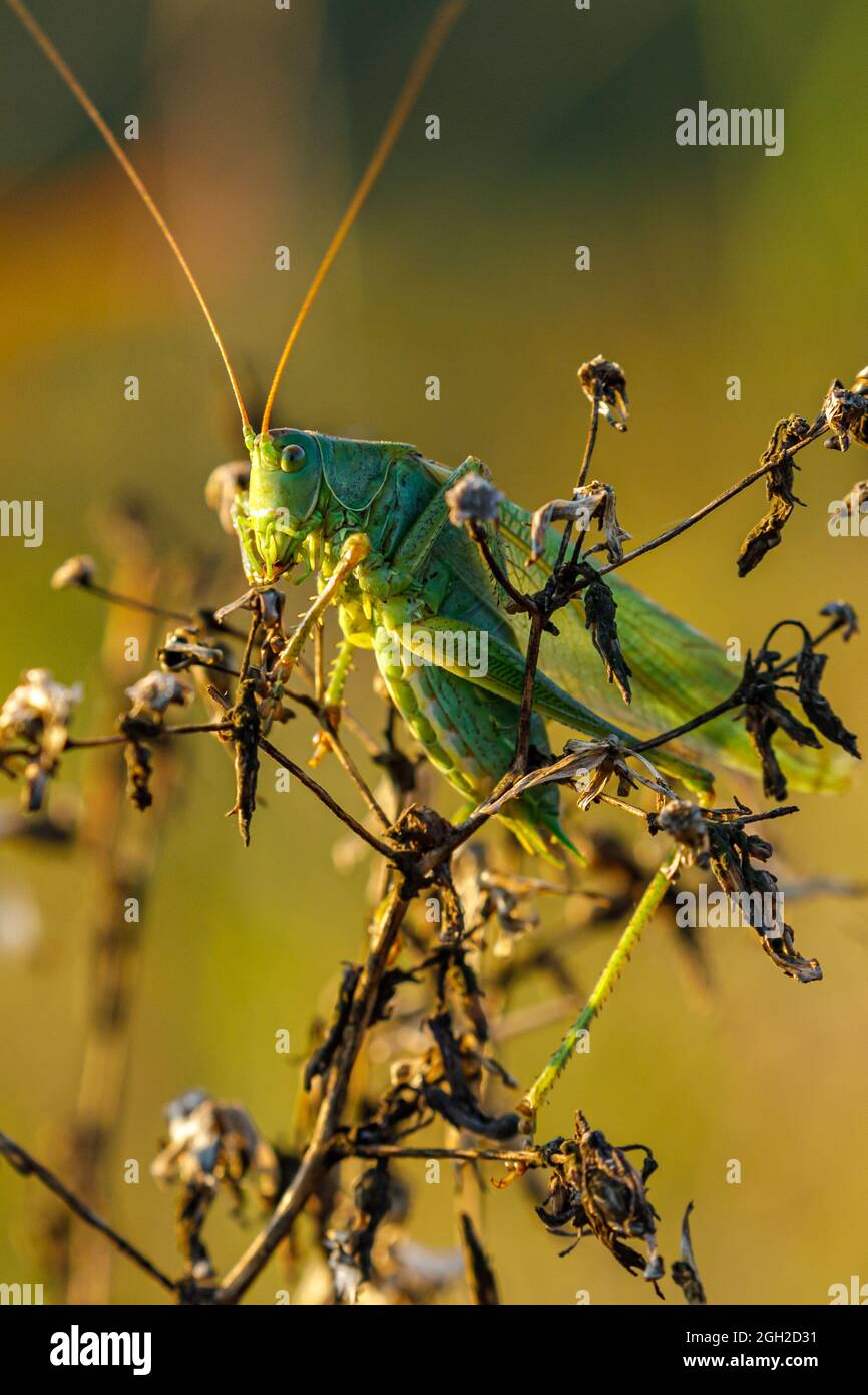 Eine grüne große Bush Cricket Stockfoto