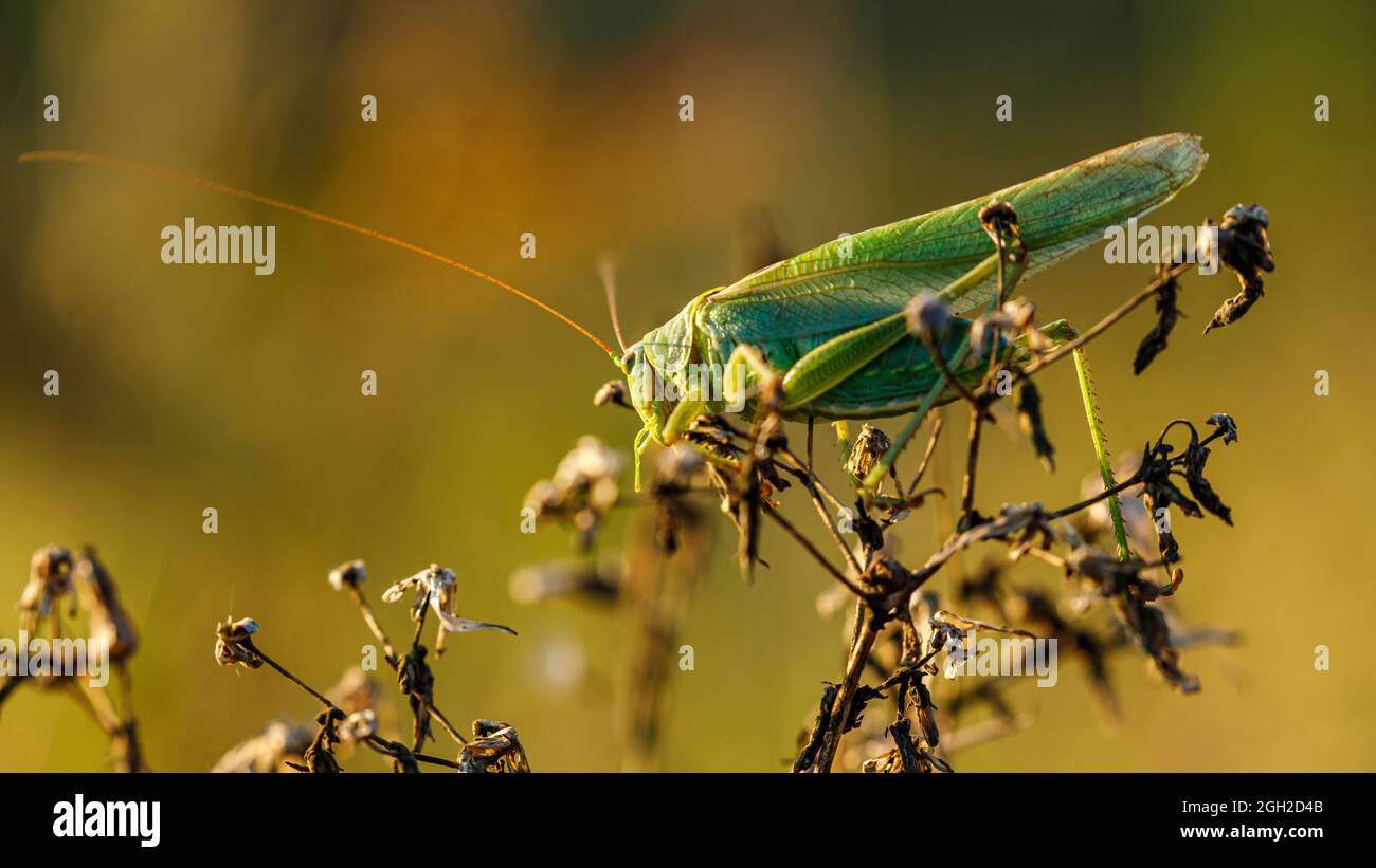 Eine grüne große Bush Cricket Stockfoto