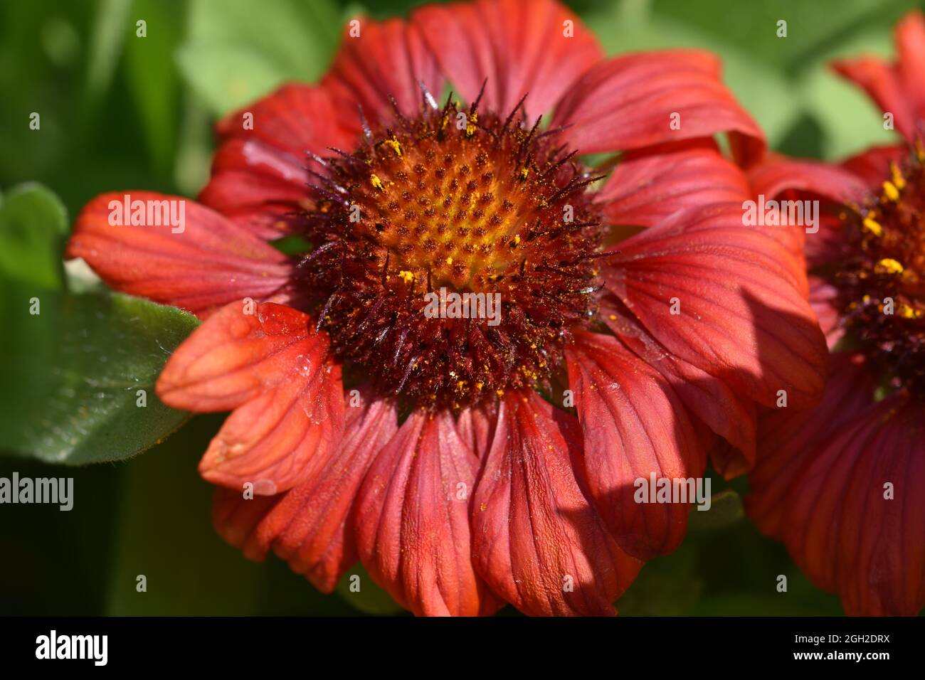 Rote blumenbilder hd Fotos und Bildmaterial in hoher Auflösung Alamy