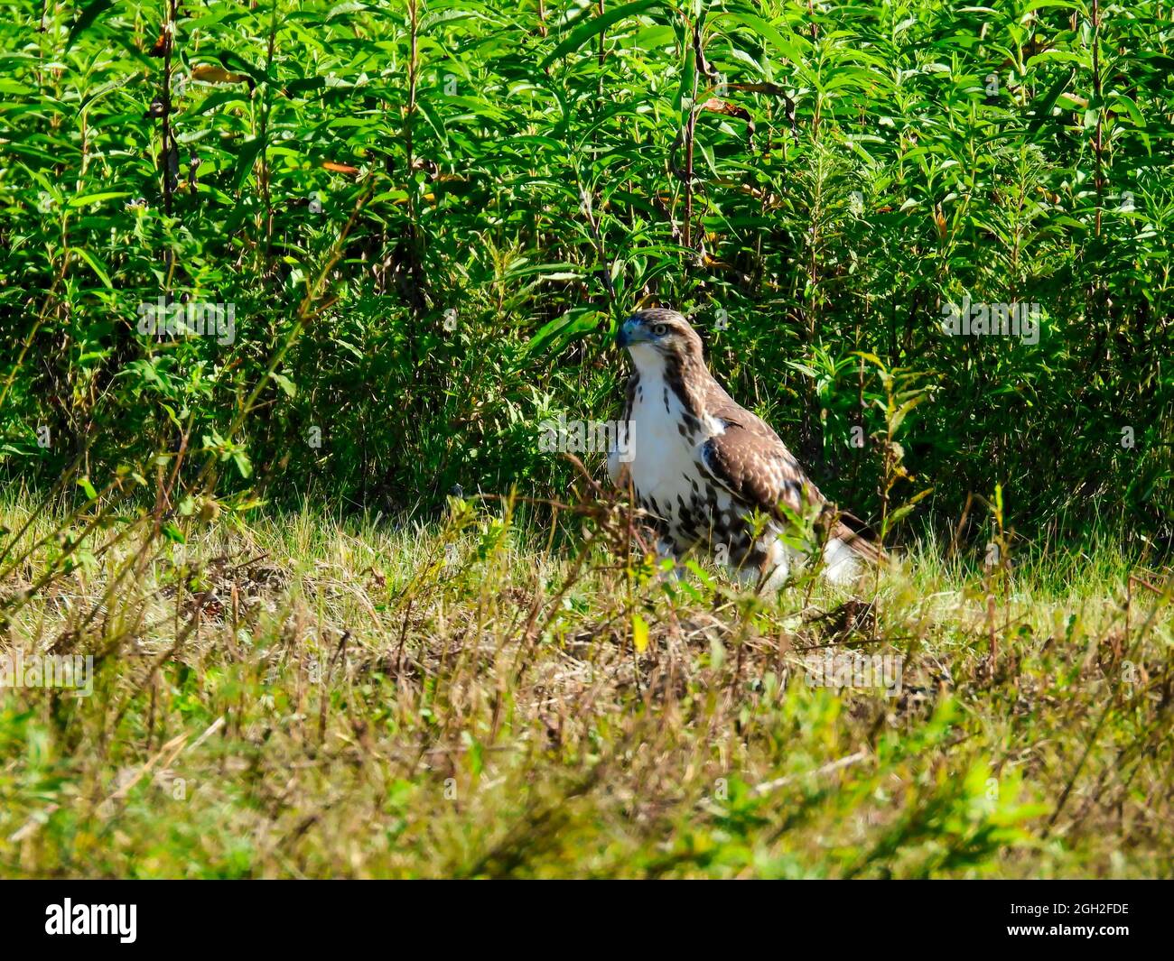 Red-tailed Hawk Bird of Prey Raptor, während Sie auf dem sitzen Boden in einem Prairie Feld Blick auf den Boden Wie es nach Beute jagt Stockfoto