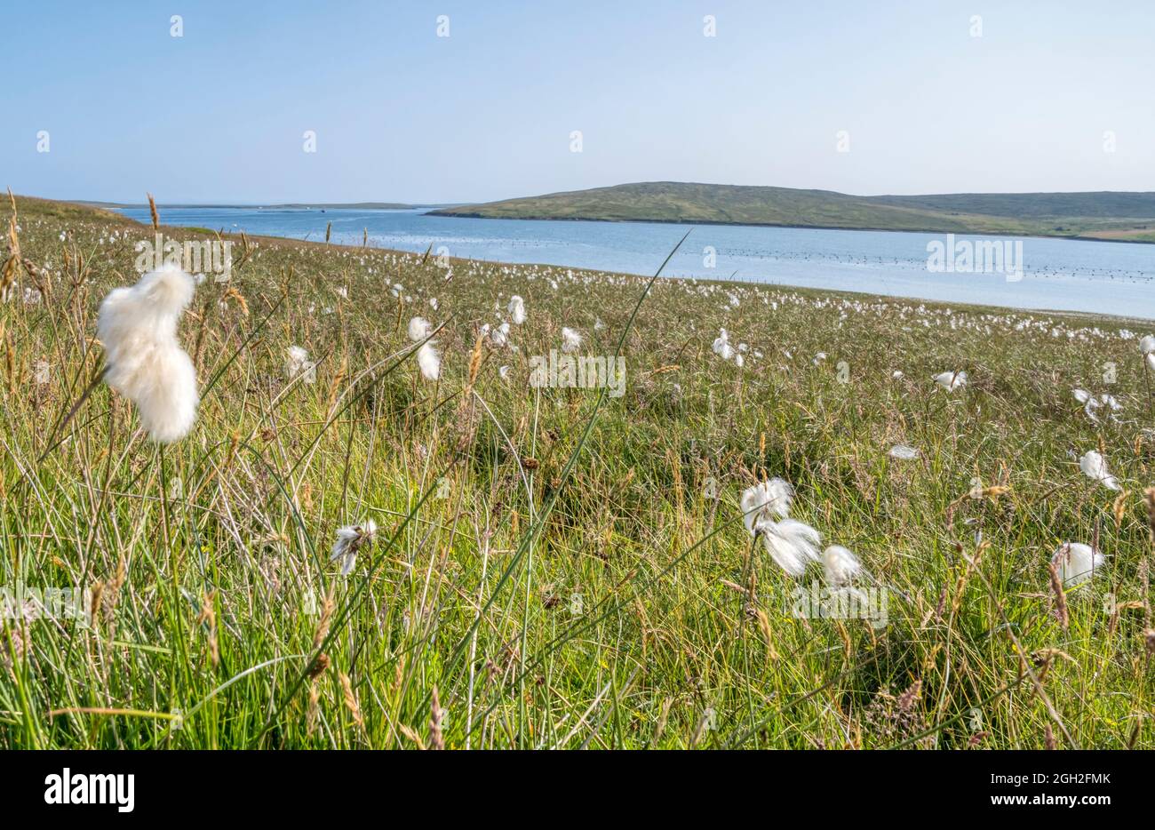 Gewöhnliches Baumwollgras, Eriophorum angustifolium. Auf dem Hügel von Kirkabister, Yell, Shetland. Stockfoto