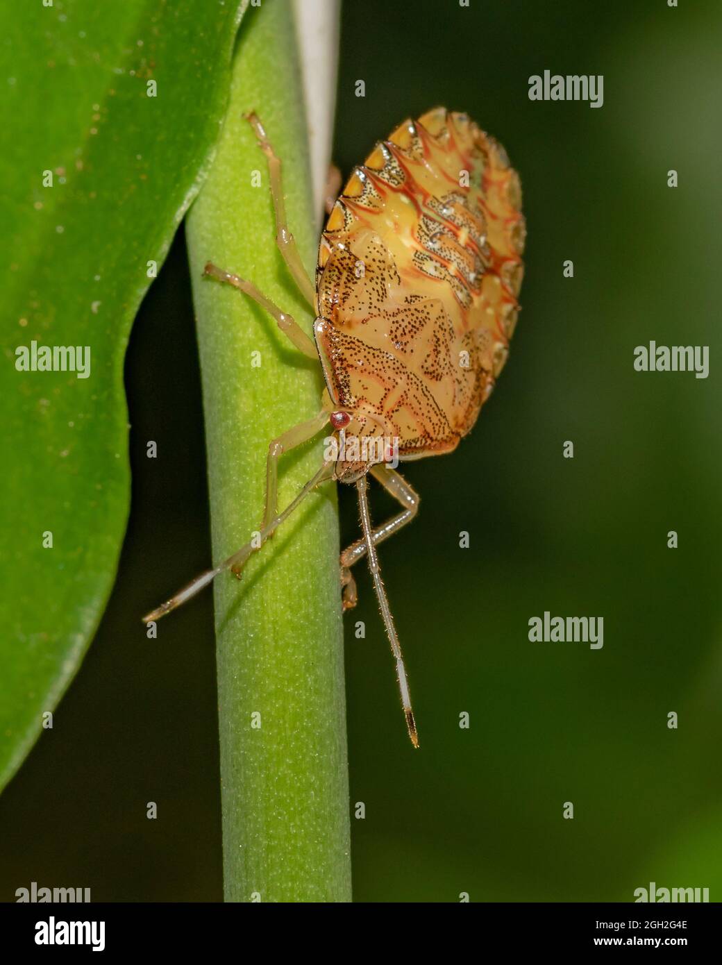 Nymphe mit Braunflügeligen stinkenden Käfer am Ast (Percevejo da Soja / Edessa mediitabunda) Stockfoto