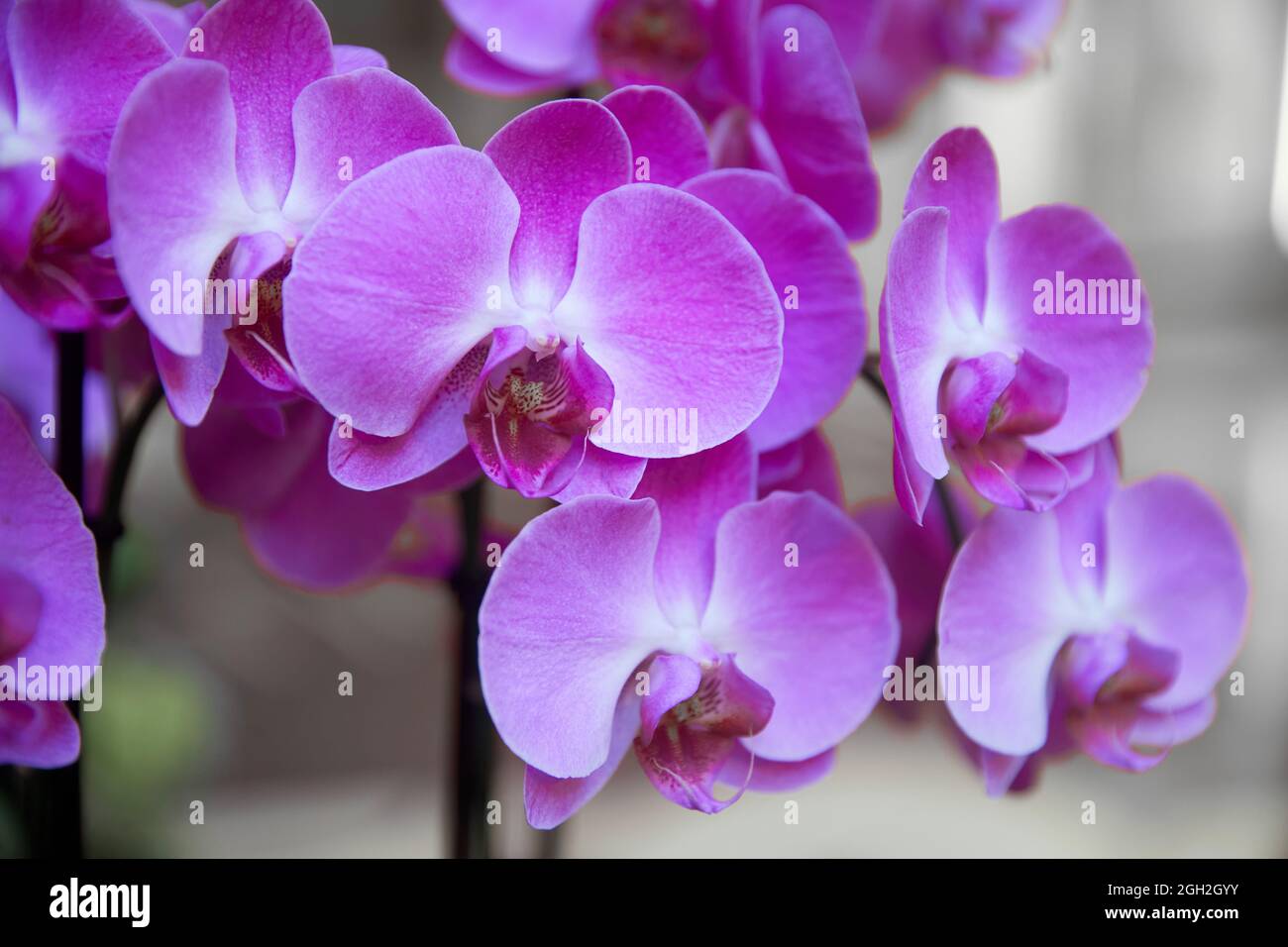 Purpurne Orchideenblüte phalaenopsis, phalaenopsis oder falah auf weißem Hintergrund. Lila phalaenopsis Blumen auf der rechten Seite. Bekannt als Schmetterling Orchideen. Stockfoto