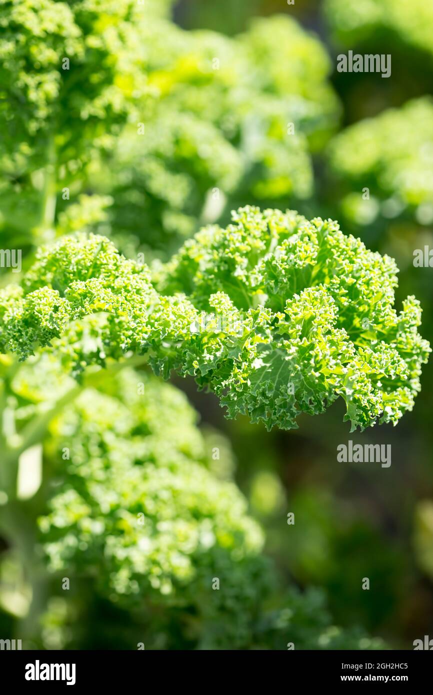 Frische Grünblätter im Garten Stockfoto