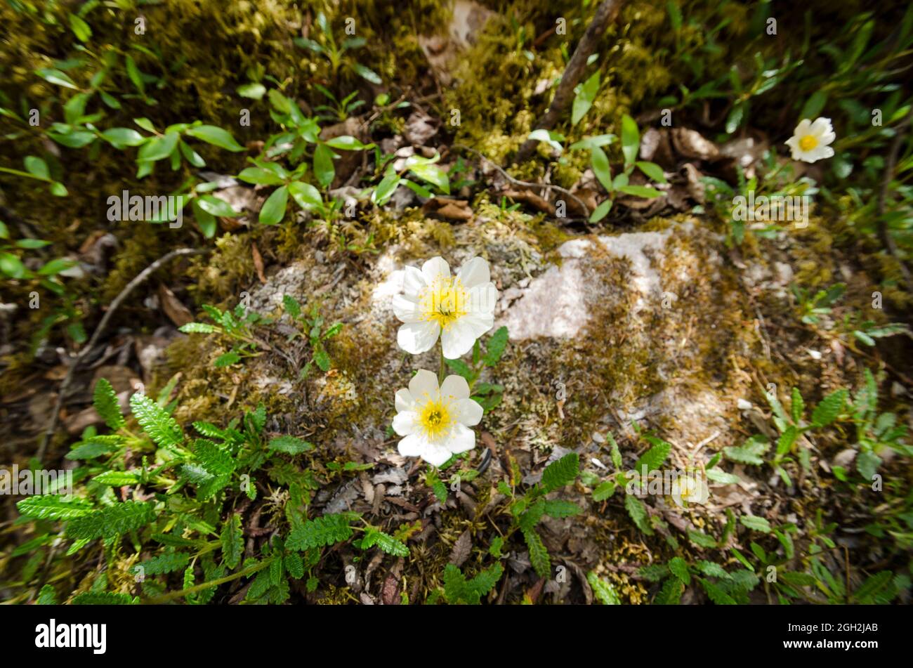 Arktische weiße Blume - Dryade (Dryas punctata) Stockfoto