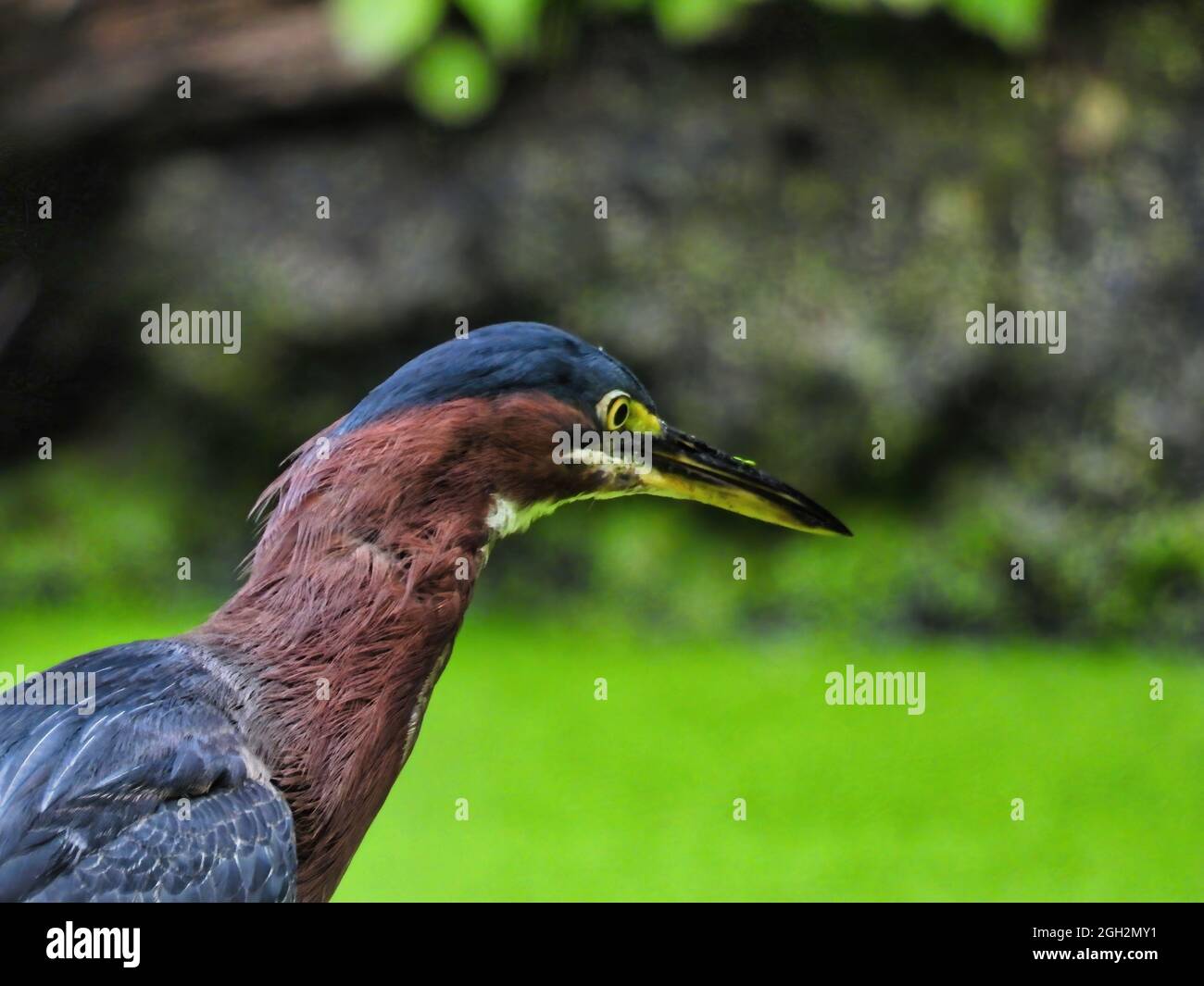 Reiher auf der Jagd: Ein grüner Reiher-Vogel beobachtet den mit Entenkraut bedeckten Teich unten auf der Jagd nach einem Fisch Stockfoto