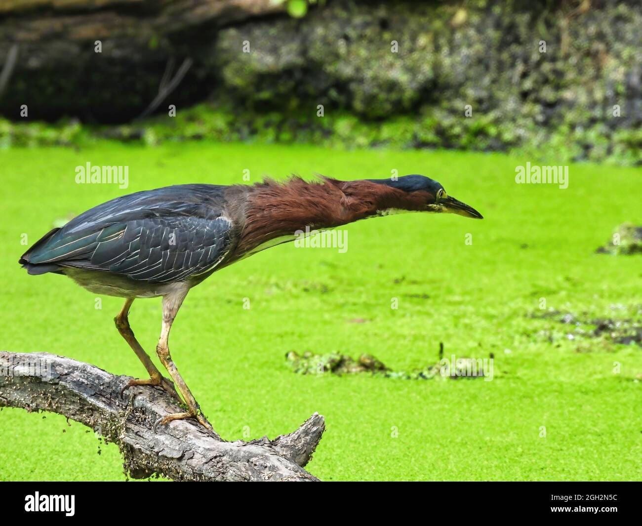 Grünreiher Angeln: Ein grüner Reiher Vogel geht in auffallende Position auf einem toten Baumstamm, der in einem mit Entenkraut bedeckten Teich angelt wird Stockfoto
