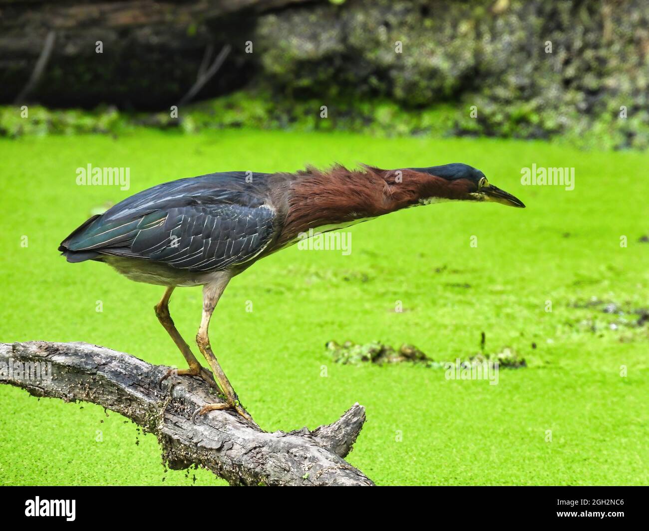 Reiher auf der Jagd: Ein grüner Reiher-Vogel streckt den Hals aus, bereit, den mit Entenkraut bedeckten Teich unten zu schlagen, um einen Fisch zu fangen Stockfoto