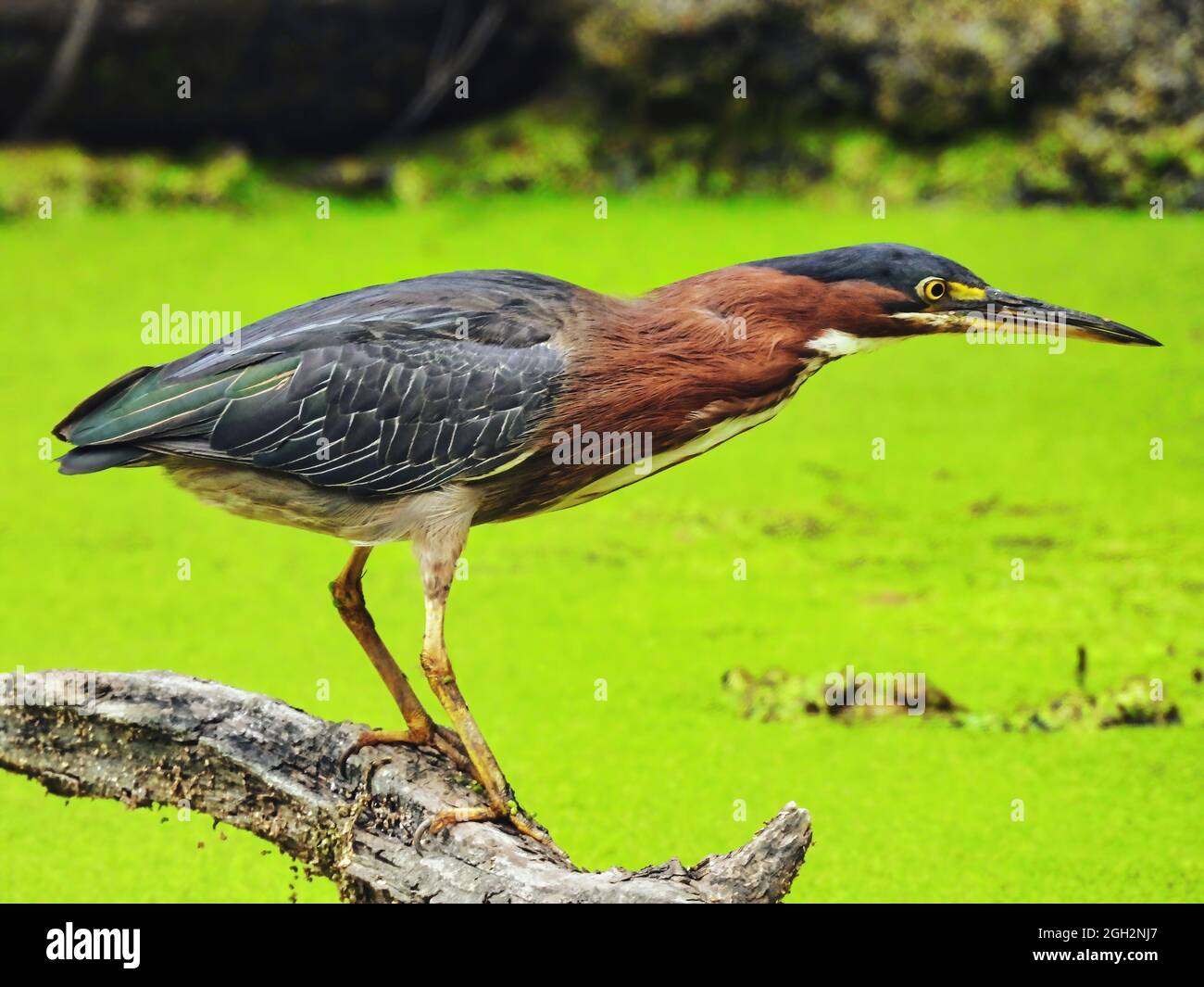 Green Heron Fishing: Ein grüner Reiher Vogel auf einem toten Log thront in einem mit Entenkraut bedeckten Teich Angeln getaucht Stockfoto