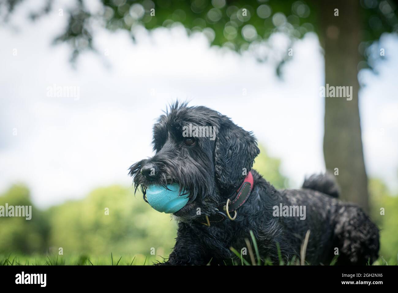 Schwarzer Hund auf dem Rasen mit blauem Ball in Mount gehorsam warten. Stockfoto