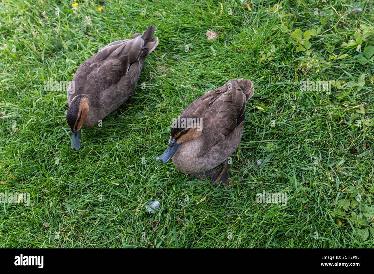 Philippine Duck Captive im Washington Wetland Center, Washington, Tyne and Wear, Großbritannien Stockfoto
