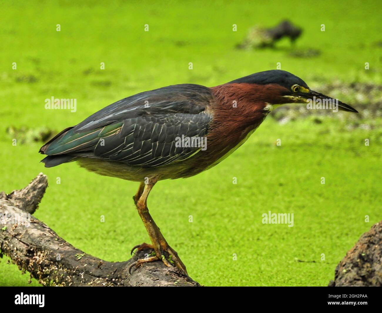 Heron on on the Hunt: Ein grüner Reiher Vogel, der den mit Entenkraut bedeckten Teich unter dem Fischen auf eine Mahlzeit genau beobachtet Stockfoto