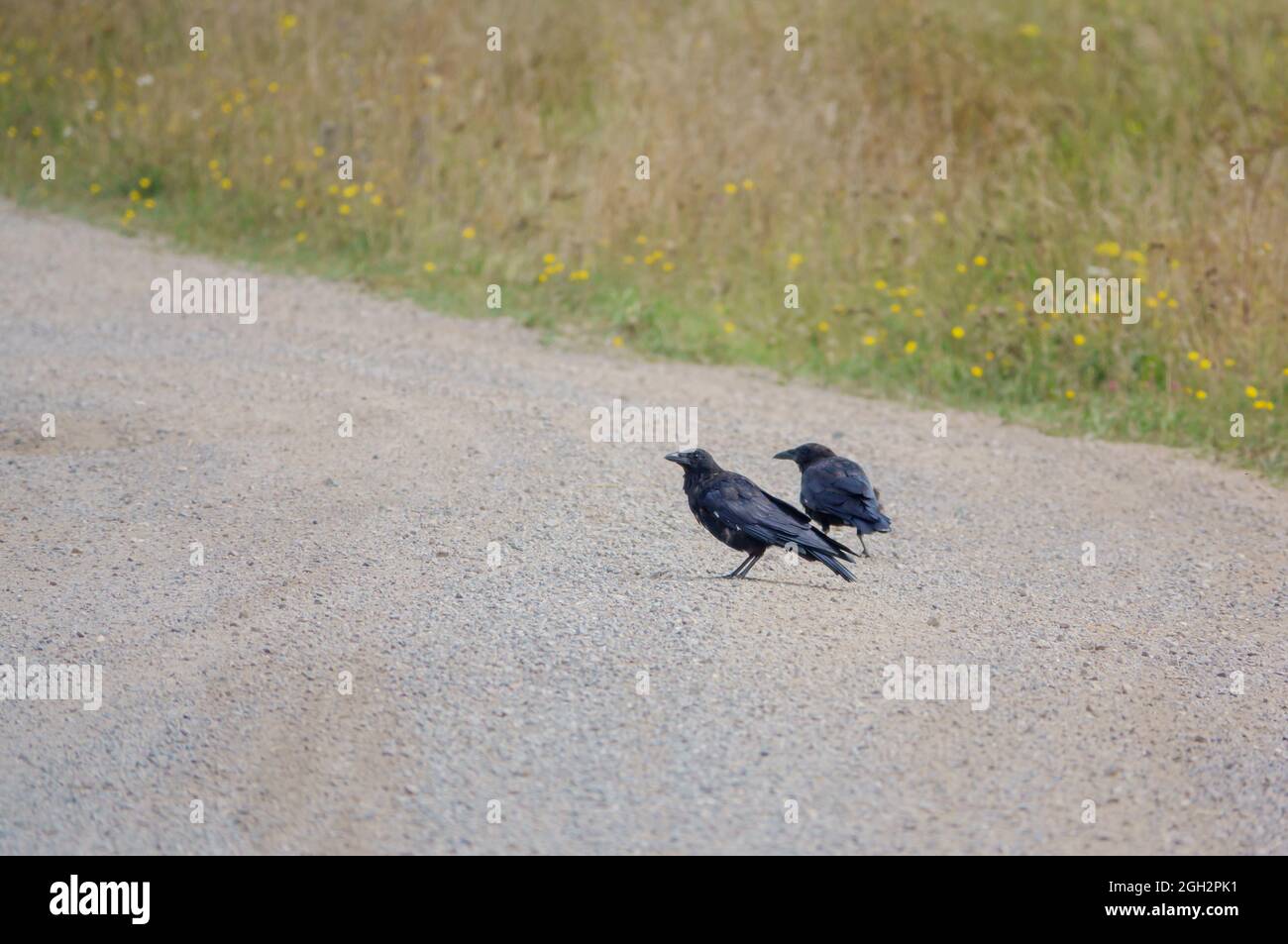 Zwei Krähen (corvus, Corvii) füttern von einer Kiessteinbahn in Wiltshire, Großbritannien Stockfoto