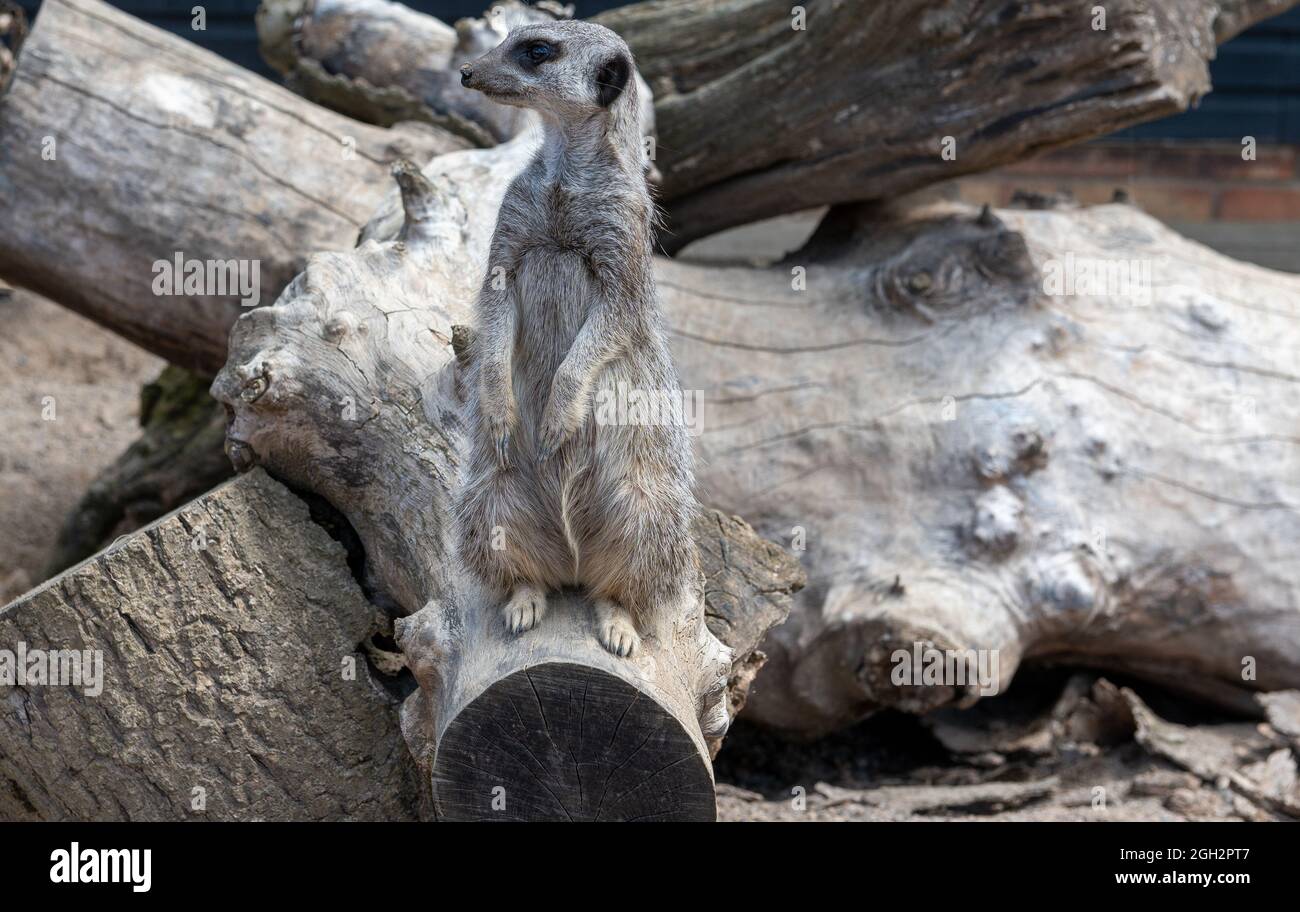 Captive Meerkat im Whitehouse Farm Center, Morpeth, Northumberland Stockfoto