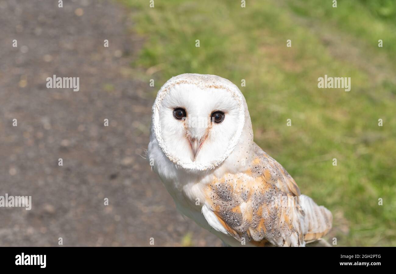 Captive Barn Owl thront Stockfoto
