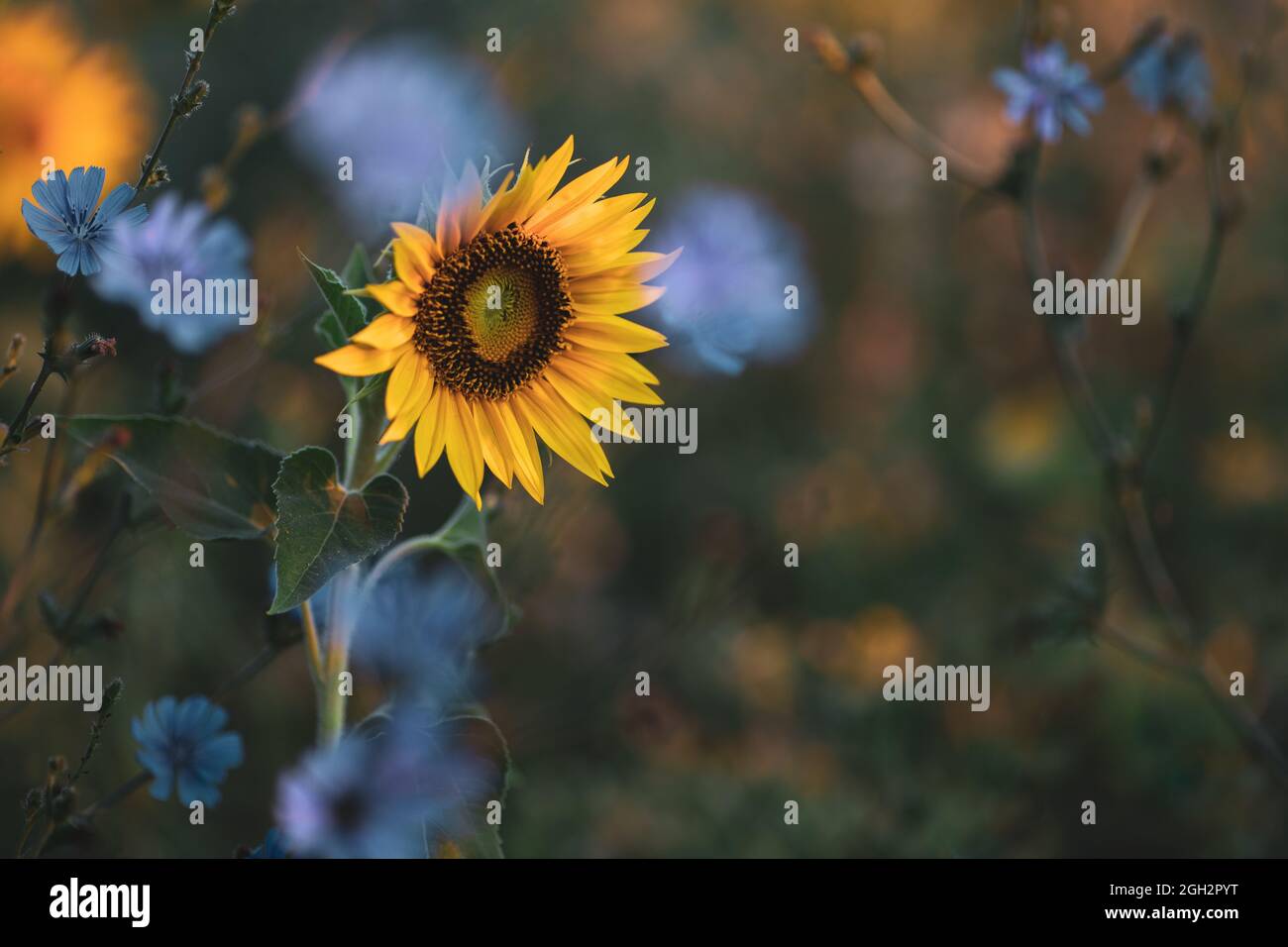 Sonnenblumen und Zichorien-Blumen in der Morgendämmerung Stockfoto