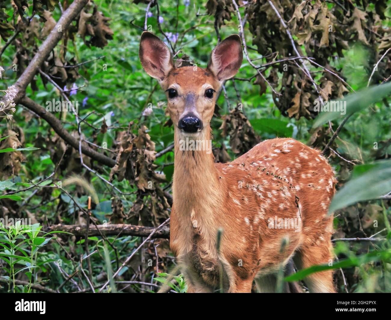 Fawn in Woods: Am frühen Morgen steht ein junges Fawn-Weißschwanzhirsch im Wald Stockfoto