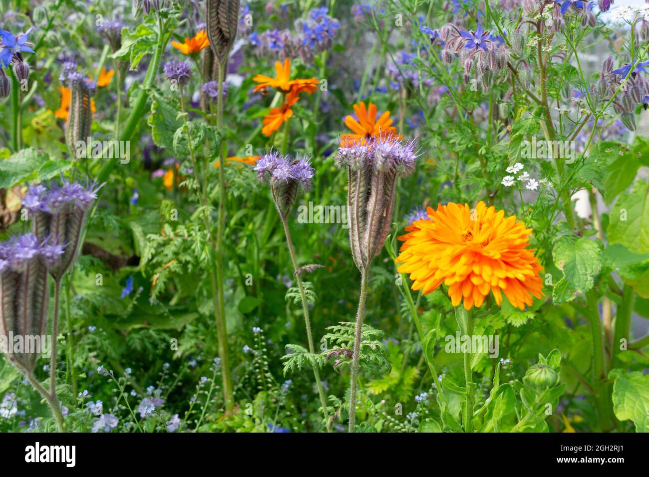 Garten voller orange und blau gefärbter Blumen in der Nähe Stockfoto