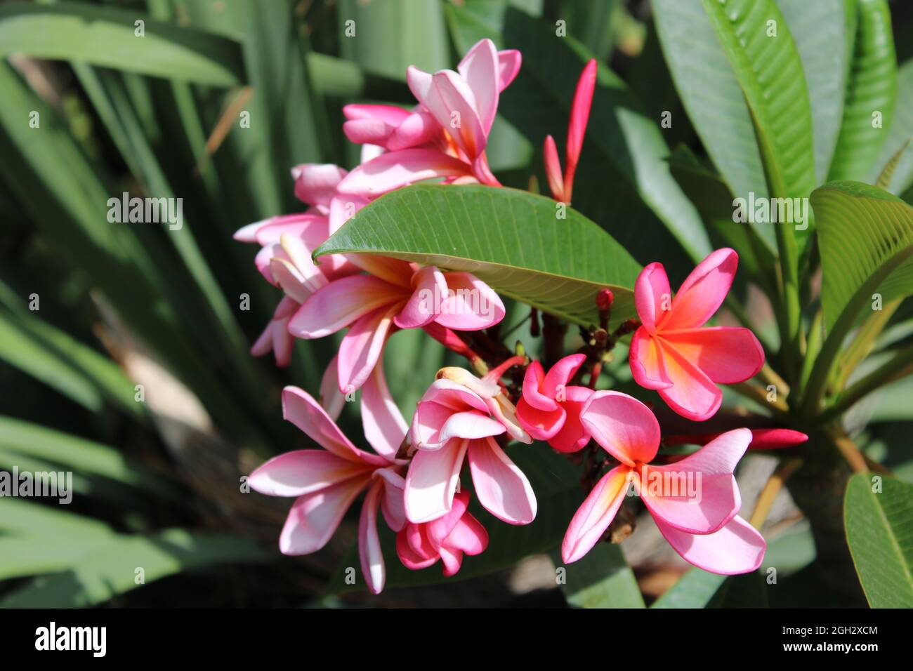 Flor Plumeria o Frangipani rosada Stockfoto