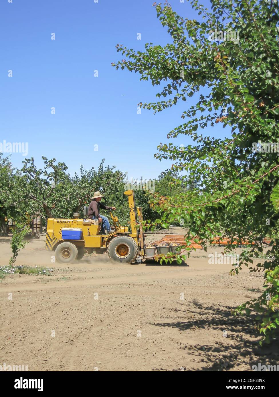 Farmarbeiter transportiert geerntete Blenheim-Aprikosen zum Obststand Stockfoto