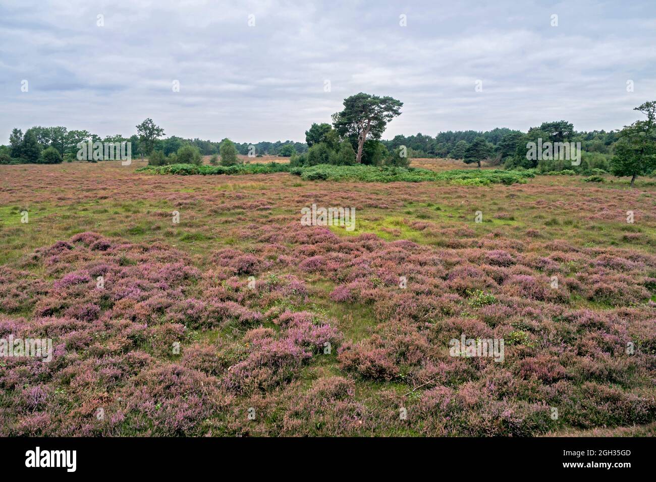 Heidekraut blüht bei Skipwith Common, North Yorkshire, England Stockfoto