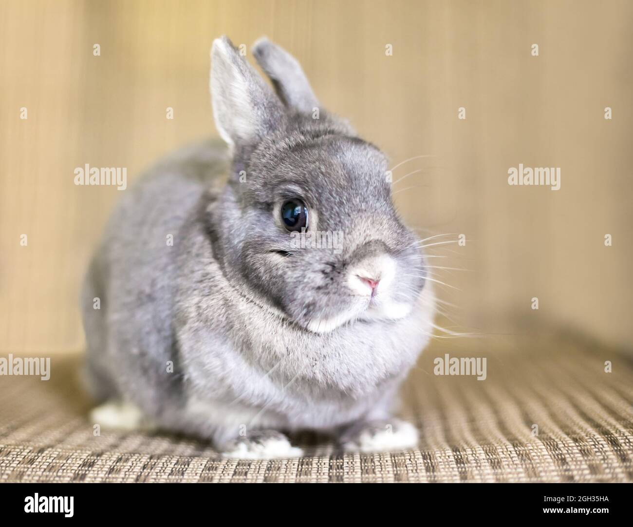 Ein süßes graues Zwergkaninchen mit kurzen Ohren Stockfoto