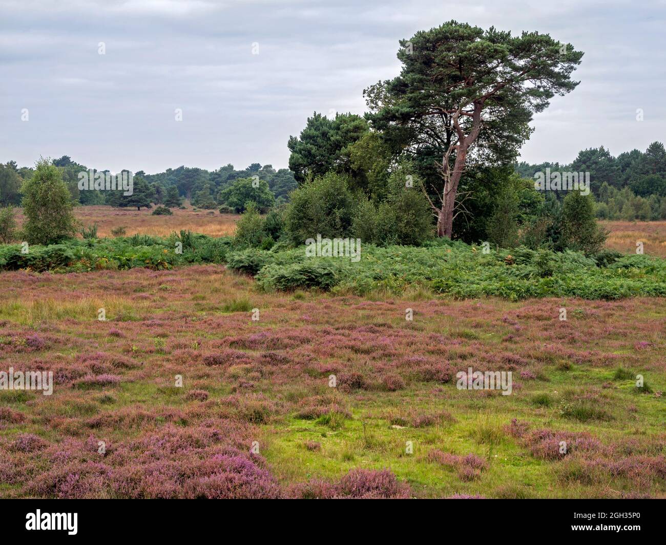 Heidekraut und Bäume bei Skipwith Common, North Yorkshire, England Stockfoto