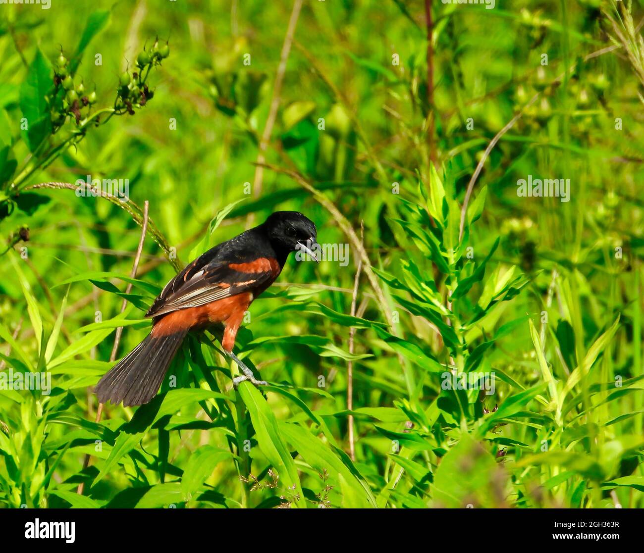Orchard Oriole Vogel mit schwarzen und Kastanien bräunlich roten Federn Hoch auf Green Stem mit Schnabel geöffnet, umgeben von Grün Blätter und Laub auf einer Bbrücke Stockfoto