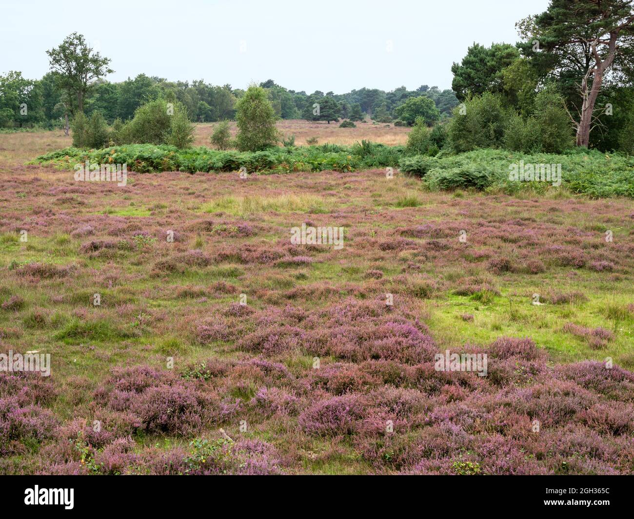 Heidekraut blüht bei Skipwith Common, North Yorkshire, England Stockfoto