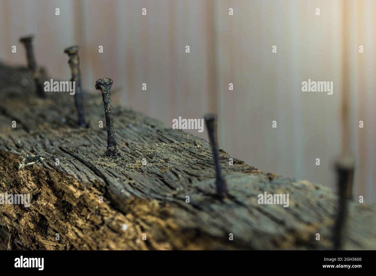 Fünf rostige Nägel stecken in einem faulen Holzbalken Stockfoto