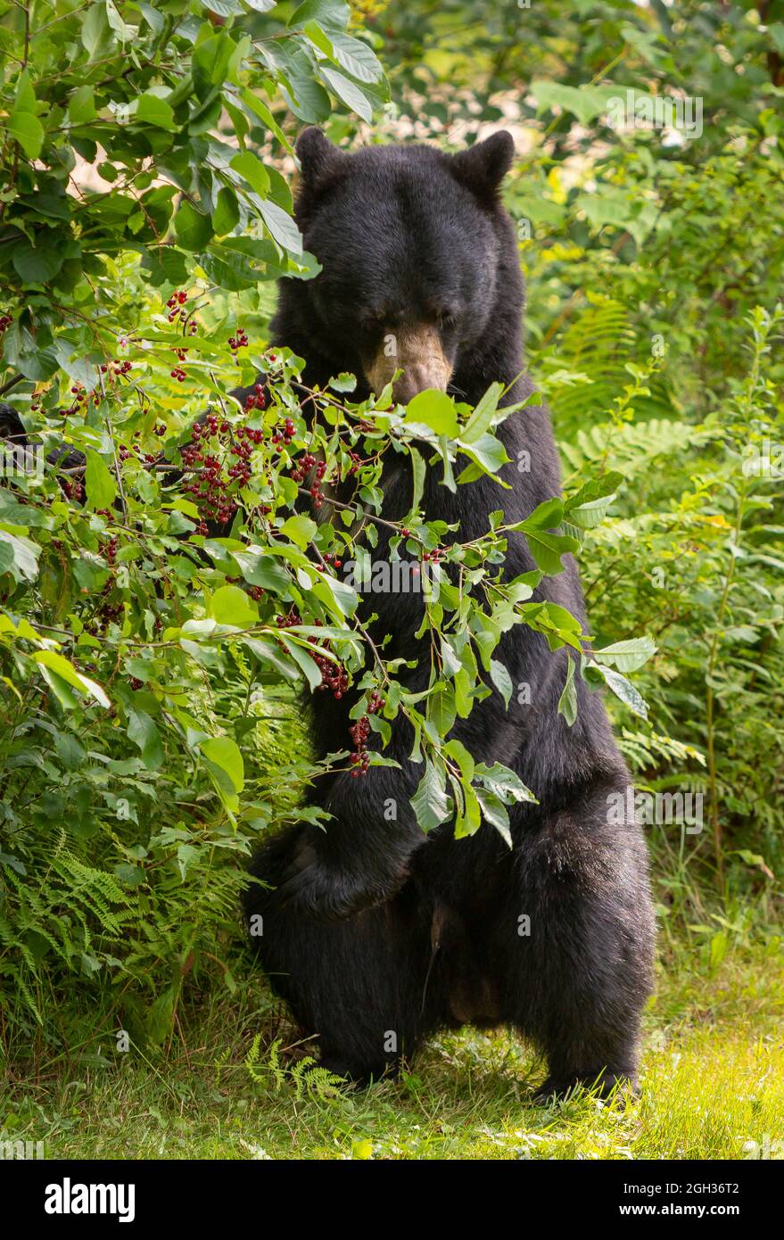 WARREN, VERMONT, USA - amerikanischer Schwarzbär steht und stöbert nach Choke-Kirschen. Ursus americanus Stockfoto